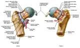 Anatomie: heup,bovenbeen,knie,onderbeen,enkel,voet,acetabulum,collum femoris,trachanter,femur,epicondyl,meniscus,kruisband,cruciate ligament,patella,knieschijf,tibia,fibula,malleolus,talus,calcaneus,tarsus,metatarsus,phalanx,falanx,quadriceps femoris,rectus femoris,sartorius,tensor fasciae latae,tractus iliotibialis,biceps femoris,gastrocnemius,semimembranosus,semitendinosus,soleus,suralis,vena saphena parva,vena saphena magna,sciatic,ischiadicus,peronea